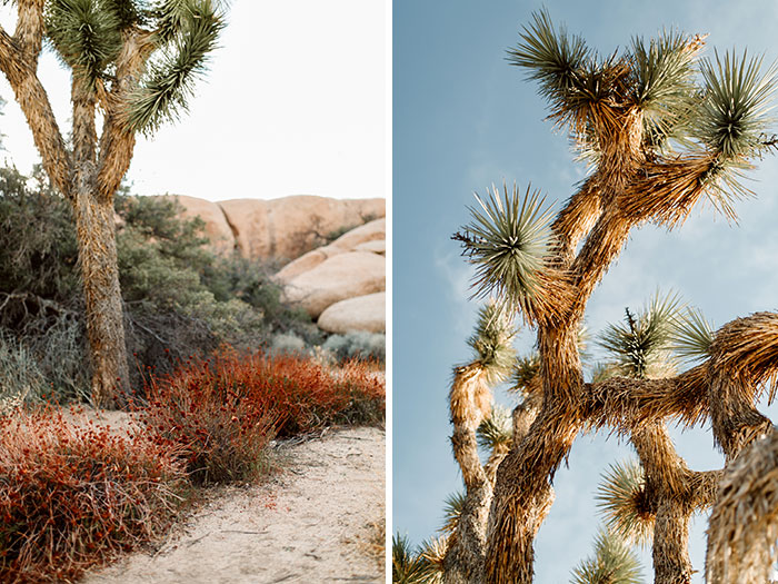 Joshua Tree wedding photographer