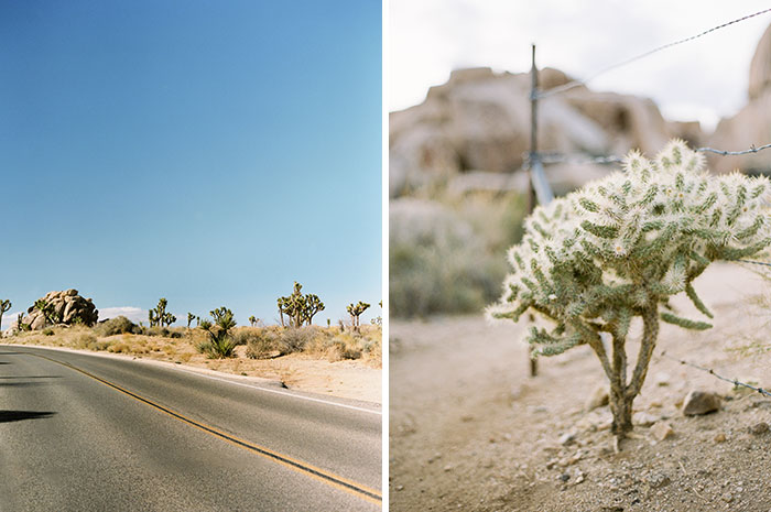 Joshua Tree wedding photographer